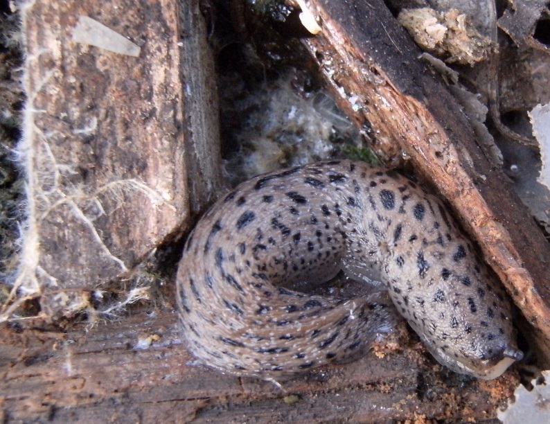 Lumaca leopardata: Limax maximus da Roma